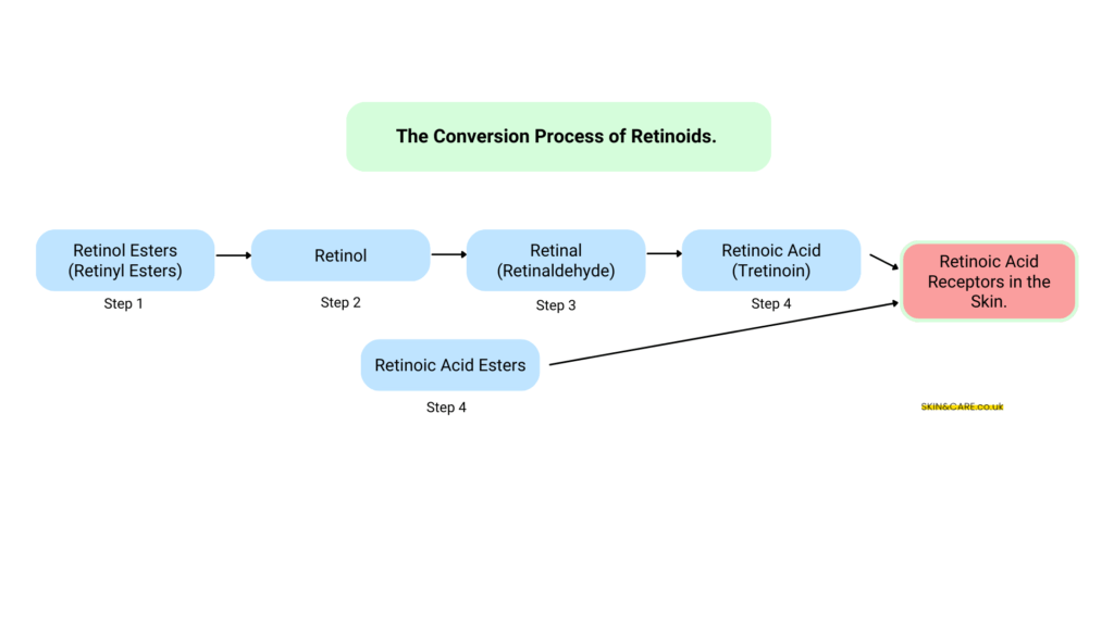 the conversion process of retinoids